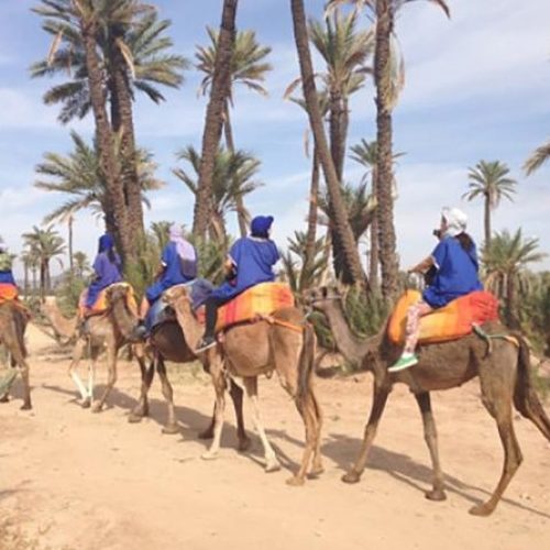 Camel Ride Experience 2 Camel Ride Experience AGADIR